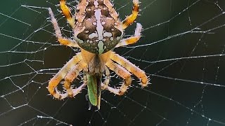 GartenKreuzspinne Araneus diadematus frisst Insekt [upl. by Norval]