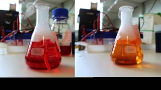 carbonic anhydrase assay [upl. by Anomer]