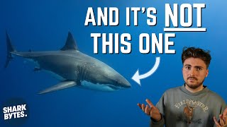 Scientist Explains Which Shark Is The MOST Dangerous [upl. by Ydorb]