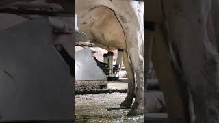 Robotic milking fullwood JOZ merlin M2 [upl. by Tove]