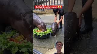 Voici deux animaux qui me font penser à des hippopotames หมูเด้ง moodeng รวมความน่ารักน้องสี่ขา [upl. by Ennovyahs]