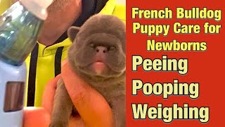 How care for a newborn French Bulldog [upl. by Hasheem]