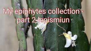 My epiphytes part 2 Lepismium and pfeiferracollection 2024 flowers care [upl. by Wilkison906]