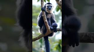 Gibbon Monkey gibbon monkey monkeybaby monkeyvideo animal wildlife nature shorts ytshorts [upl. by Yelyr911]