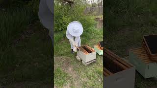 bee bees honey asmr wildlife queen love life oddlysatisfying cool share fyp reels fy [upl. by Cristy180]