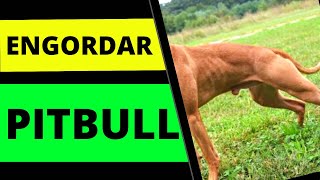 Como ENGORDAR PITBULL RÁPIDO  Como engordar cachorro [upl. by Avat]