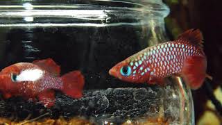 Nothobranchius cardinalisthe red Killifish [upl. by Tutt]