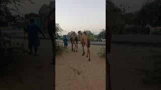 Camel Going to Back Home IIcamel animals [upl. by Eseyt]