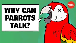 Why can parrots talk  Grace SmithVidaurre and Tim Wright [upl. by Zippel]