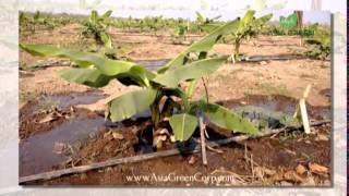 Asia Green Project Agroforestry Paulownia Information in Dak Lak Province Vietnam [upl. by Anerrol967]