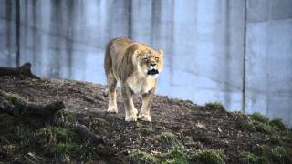 Lions at the St Louis Zoo 121214 [upl. by Locklin144]