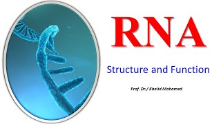 Ribonucleic acid RNA structure and function [upl. by Aerdnu]