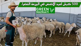 ازيذ من 500 كبش لعيد الأضحى في المزرعة الخضراء GREEN MAZRAATI الجودة و التقة و التوصيل لعين المكان [upl. by Atyekram]