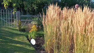 My go to ornamental grass [upl. by Leopold]