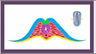 Tube neural TN Cellules de la crête neurale Neurocristopathie Waardenburg DiGeorge Dysplasie 3 mn [upl. by Carol-Jean289]