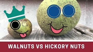 Walnut vs Hickory Nut how to tell them apart [upl. by Yentroc64]