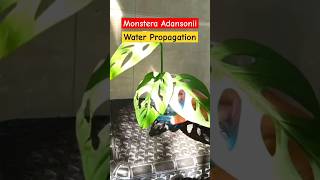 Monstera Adansonii Water Propagation with a Tip Broken Heart Plant [upl. by Lull]