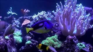 Moorish Idol feeding at Cescas Reef [upl. by Kirstyn]