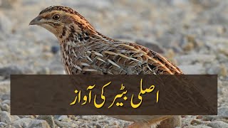 Batair ki Awaz 💥 Quail Sounds Original👌  بٹیر کی آواز [upl. by Skylar]