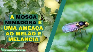 A MOSCA MINADORA É UMA AMEÇA AO MELÃO E MELANCIA [upl. by Aceissej]