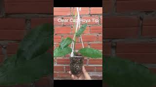 Clear Cup Hoya Tip bonsai morning plants hoyaplant hoya hoyahead [upl. by Delwyn]