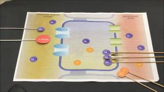 Transporte de glucosa en la nefrona [upl. by Ahpla]