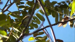 GrilinhodeCaxias  Myiornis sp  quotCaxias PygmyTyrantquot [upl. by Camey192]