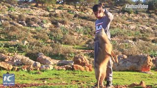 Wolf befriends Libyan boy and looks after his sheep [upl. by Marlene]