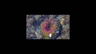 Aggregating Anemone [upl. by Jessen573]