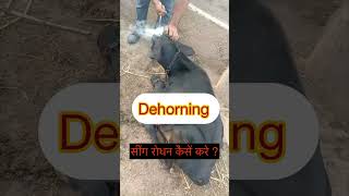 Dehorning l Disbudding l Dr Umar Khan [upl. by Terej853]