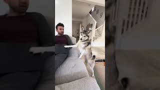 Sapphie the pomsky sassy slamming laptop compilation [upl. by Cristie]