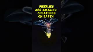 Fireflies Are Amazing Creatures On Earthfirefly animals youtubeshorts shorts facts gk ytviral [upl. by Tien]