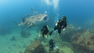 A REALLY Friendly Baby Whale Shark [upl. by Merete]