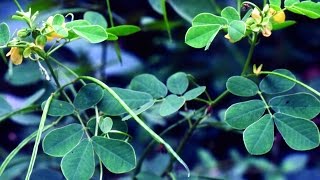 Ayurvedic Benefits of cassia tora Plant for Arthritis Problem  Acharya Balkrishna [upl. by Eustace]