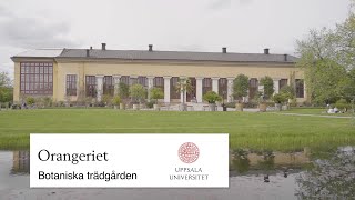 Orangeriet  Botaniska trädgården i Uppsala [upl. by Ilrebmyk]