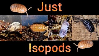 Just Isopods being Isopods [upl. by Nylidam]