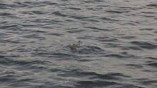 French River Massasauga Rattlesnake Swimming [upl. by Sedrul]