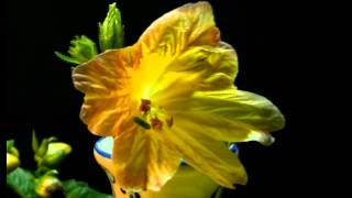 Salpiglossis sinuata Painted tongue blooming [upl. by Duer1]