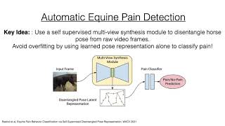 Equine pain behaviour classification via selfsupervised disentangled pose representation [upl. by Dewhirst]