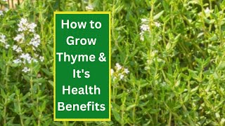 How to Grow Thyme amp Its Health Benefits [upl. by Celina]