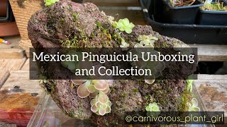 Pinguicula Unboxing and Collection Tour  New and Unusual Butterworts [upl. by Rutter]