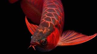 Asian Arowana The Unexpected Bargain   Ogs Tank Tales fishtanklife funny ogstanktales meme [upl. by Limbert]