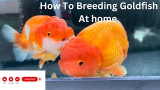 How to Breeding Goldfish At Home [upl. by Boy]