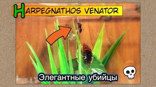 Элегантные убийцы  венаторы  Harpegnathos venator [upl. by Tacita369]