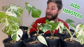 Albo Monstera Variegated Cuttings Update 7 Stunning Albos [upl. by Gerg]