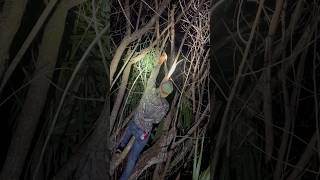 Catching Chamelons florida reptiles outdoors [upl. by Eadith]