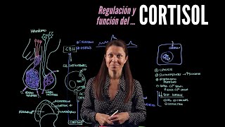 Sistema endocrino IV El cortisol [upl. by Aitra]