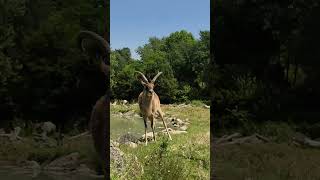 Parco Natura Viva Garda Zoological Lichi del Nilo Nile Lechwe Kobus Megaceros [upl. by Allekram]