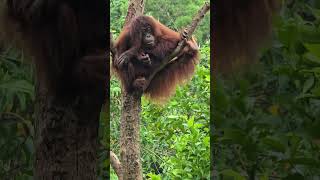 紅毛猩猩Bornean OrangutanTaipei Zoo [upl. by Eremahs]