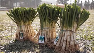 Calçots  Cómo hacer una calçotada con parrilla [upl. by Kristan]